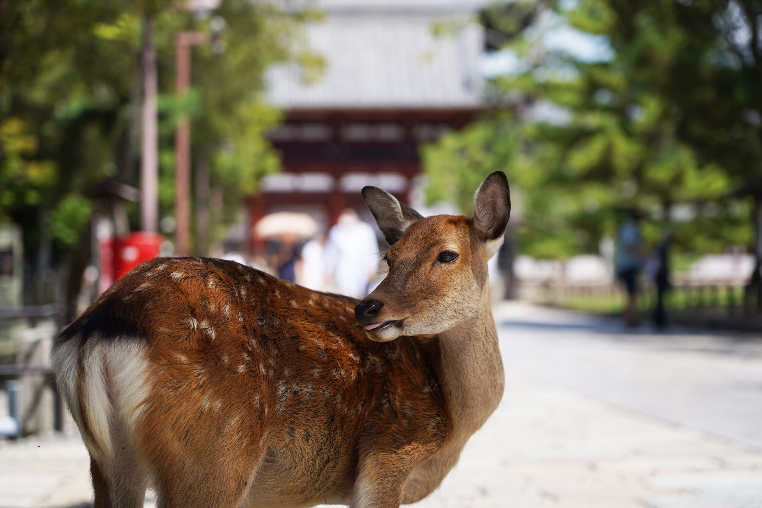 Nara Park