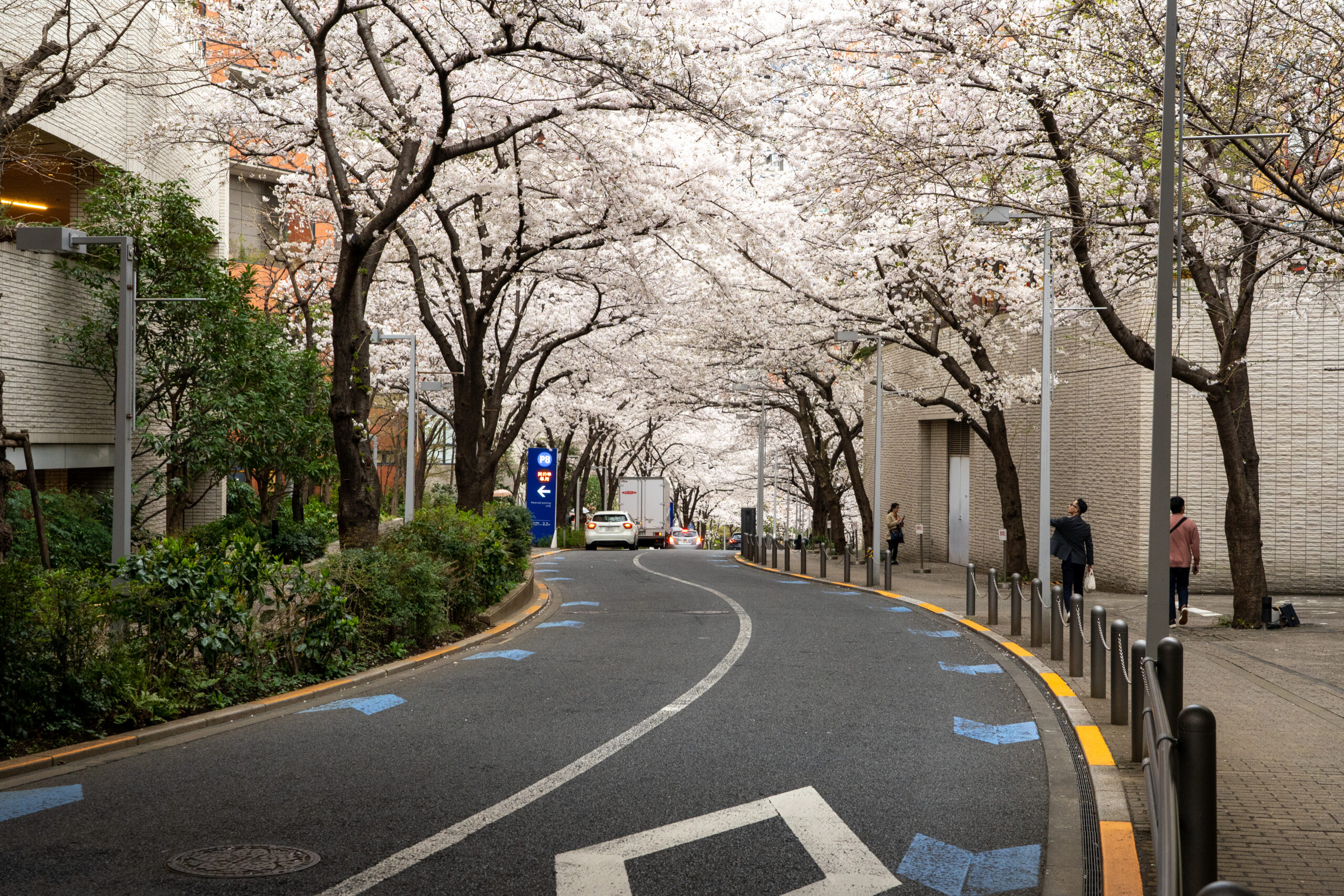 Cherry blossom at Roppongi Sakurazaka