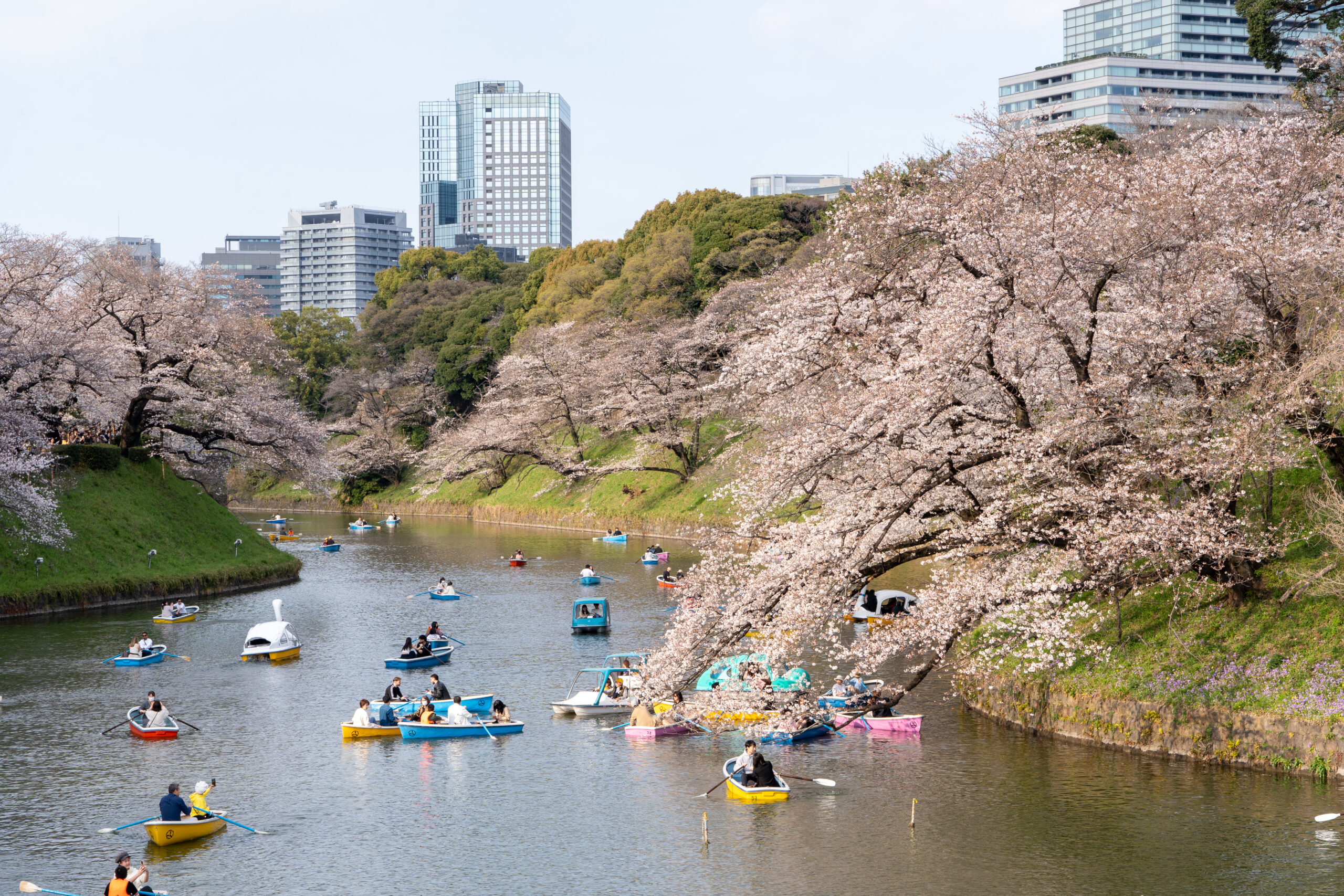 Hanami (花見)
