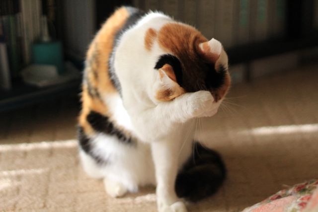 Sumimasen (すみません)