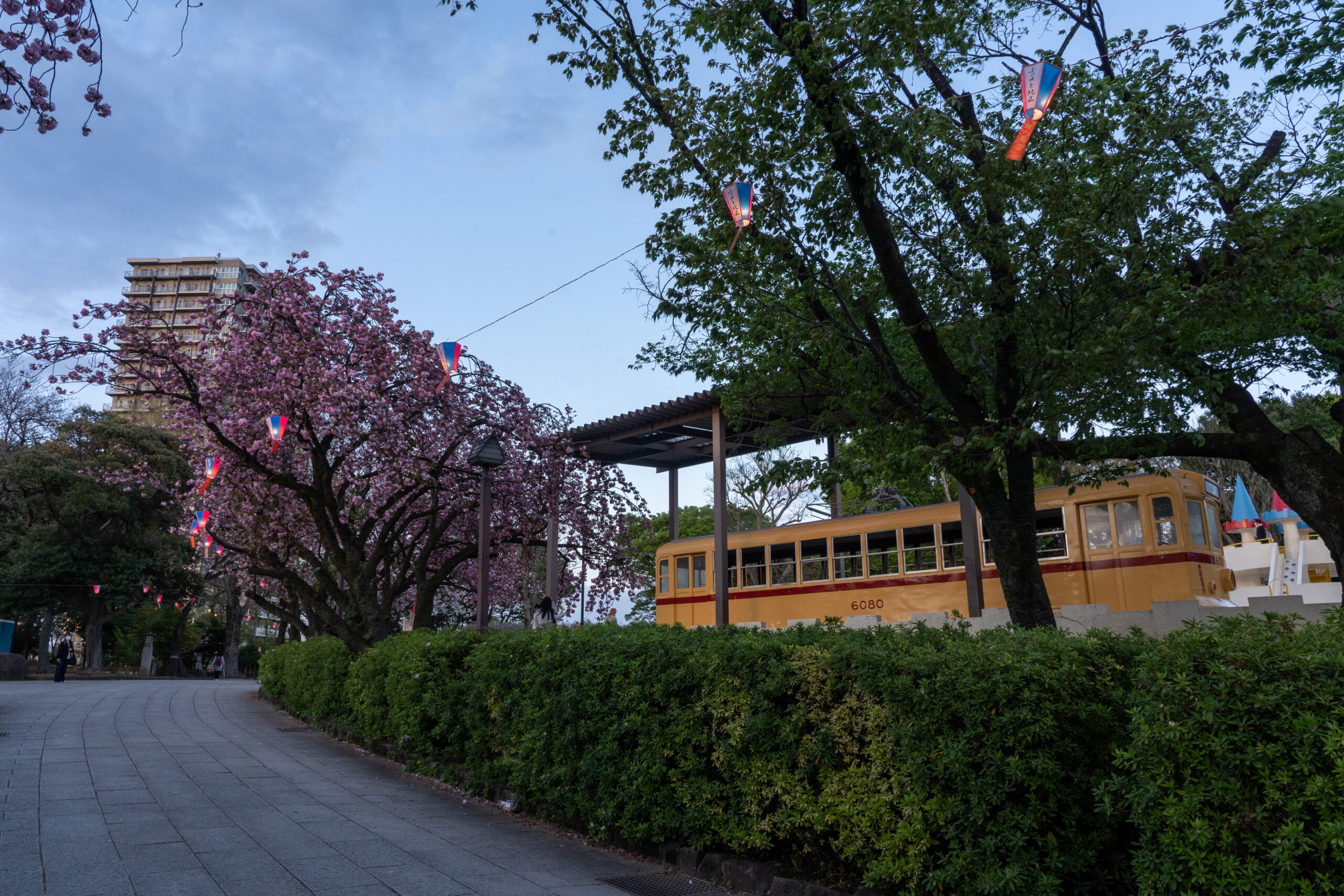 Cherry Blossom and Toden Arakawa Line Tram at Asukayama Park