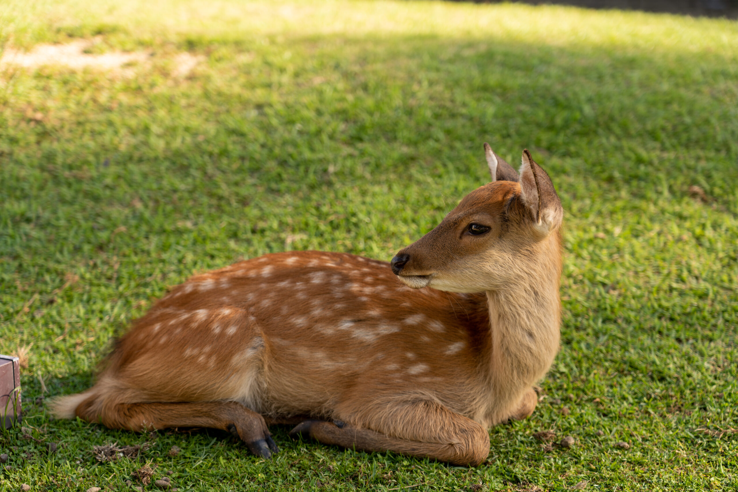 Deer of Nara (奈良の鹿)