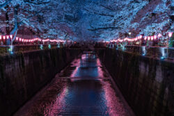 Meguro River and Cherry Blossom